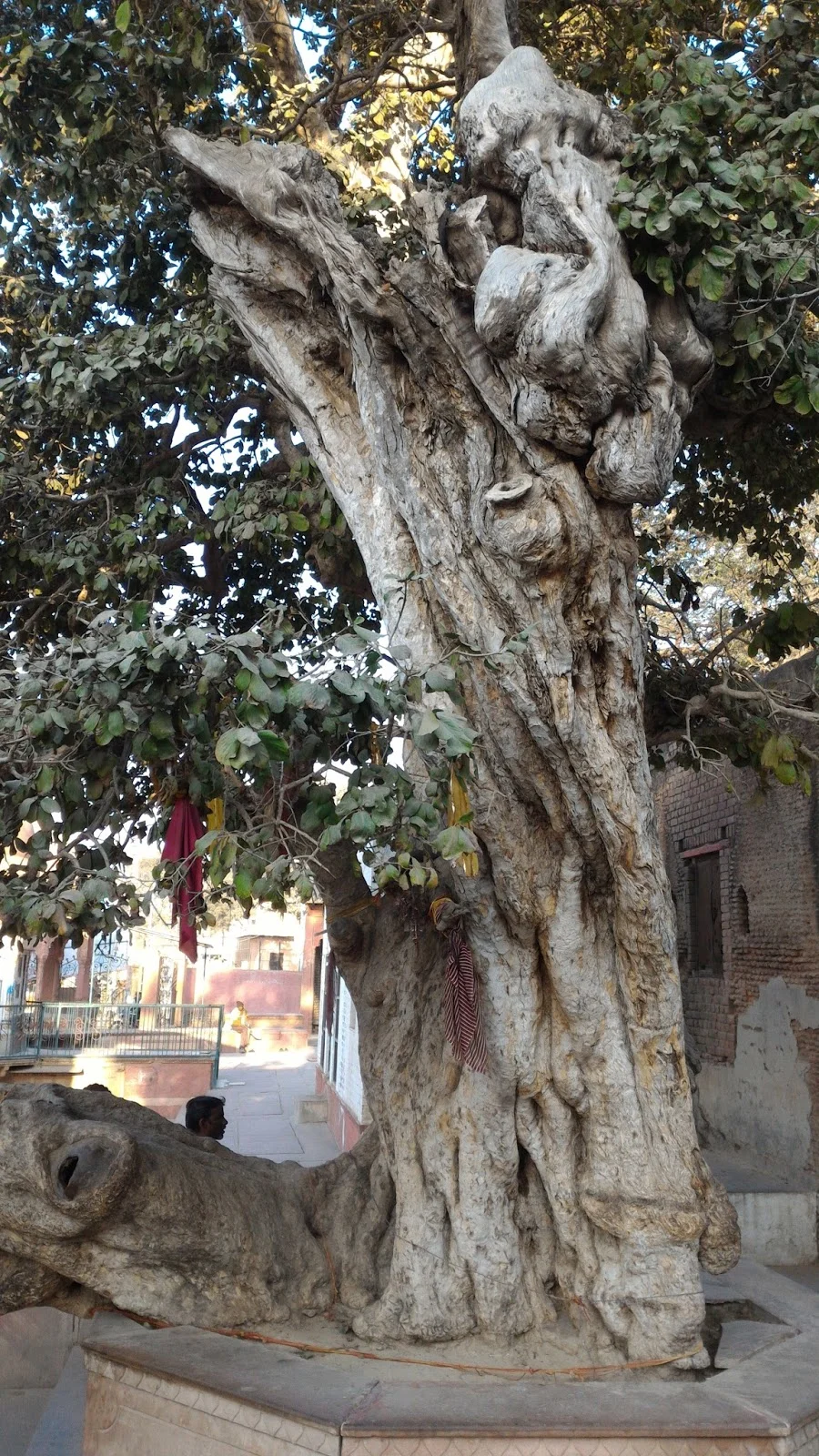 Home Mathura Vrindavan pilgrim travel tips guide