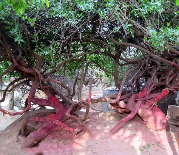 Nidhivan Trees